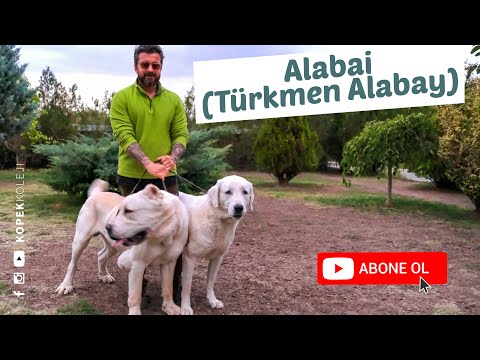 Alabay Kopek Mp3 Mp4 Indir Dur