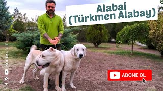 Köpek Irkları - Alabai (Türkmen Alabay)