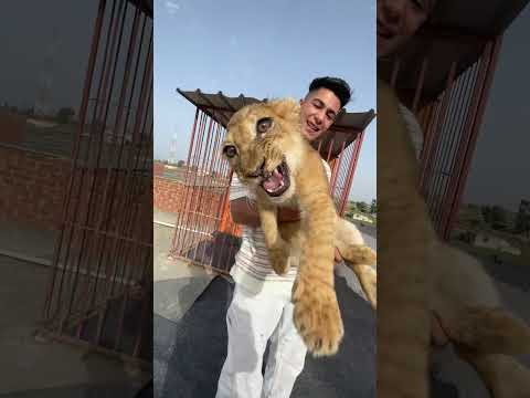 إسكار الأسد بيهجم بمخالبه بطريقه غريبه بيدافع عني