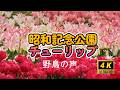 昭和記念公園 色とりどり満開のチューリップの花園　ソウシチョウ・ウグイスの鳴き声と共に癒される1時間