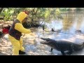 Florida man plays bobbing for apples with alligators for Halloween at Gatorland..