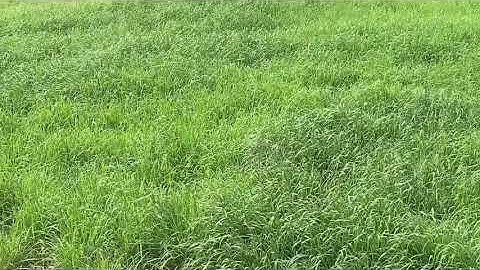 The Show Where I Made A Thing