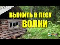 ВОЛКИ НАПАЛИ  ВЫЖИТЬ В ЛЕСУ  ВСТРЕЧА ЖИЗНЬ В ТАЙГЕ