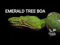 Emerald tree boa a beautiful snake from the amazon rainforest