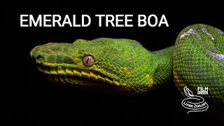 Emerald tree boa, a beautiful snake from the Amazon rainforest