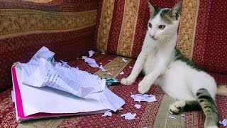 ⚠️CAT EATING A PAPER       #Animalist #CatLover #CatVideos #Trynottolaugh