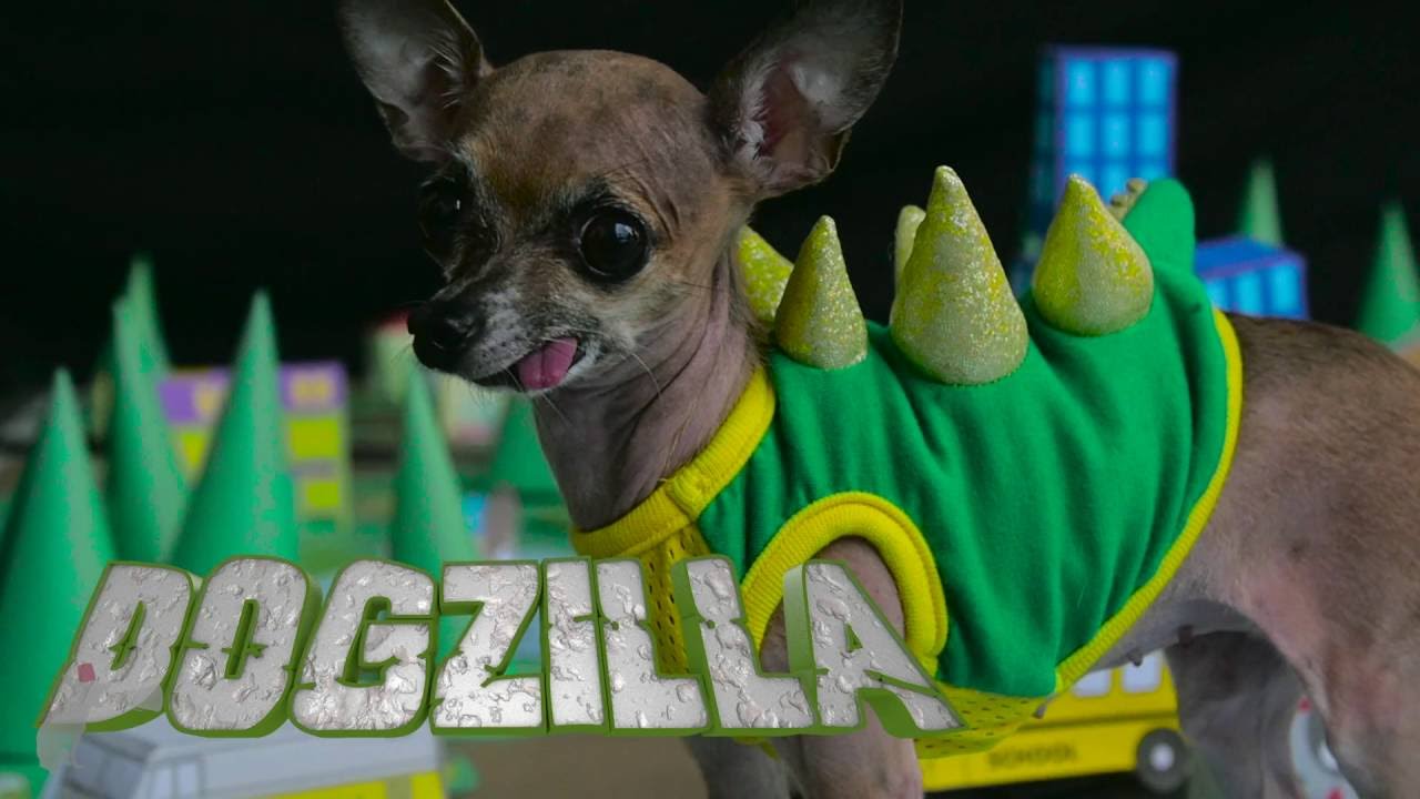 BARKVILLE TV CHANNEL TRAILER YouTube