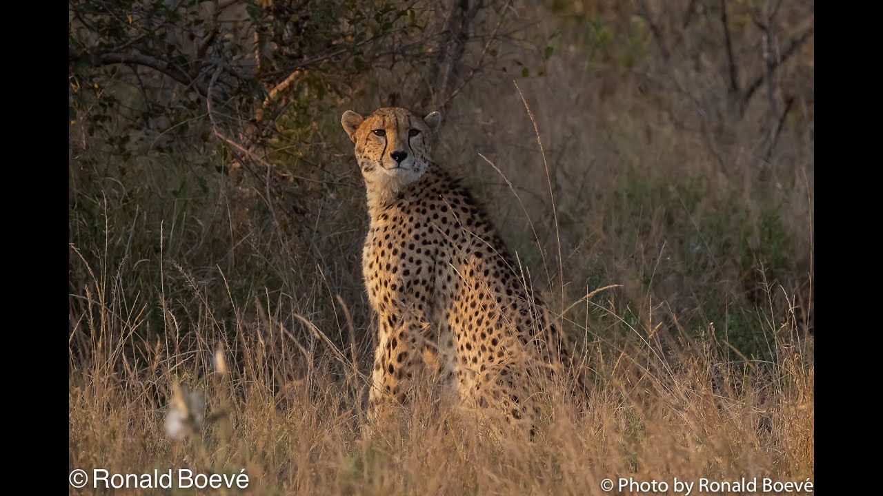 Kruger Park July/August 2022 (part 2)