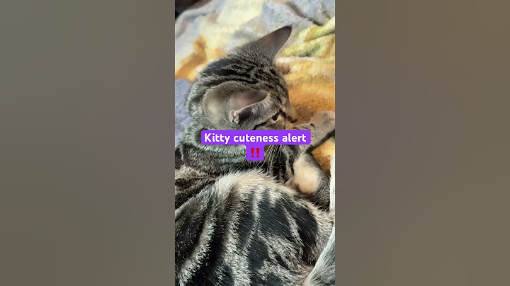 Kitty cuteness alert