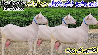 Today New Video Pure Russian Teddy Goat Teddy Goat Farming In Stan 22 July Latest Update