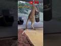 Tail as a third leg for kangaroos🦘 #Shorts #boxing #kangaroo #animals #forest #muscular #pouch #tail