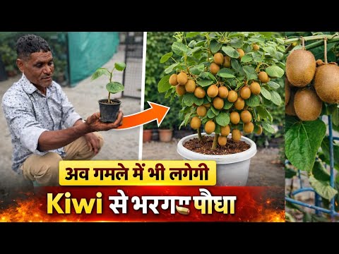 Kiwis can now be grown in pots too. 1 trick to get plenty of fruit.