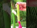 Back to basics with some bamboo craft magic. ✨ #bamboo #shortvideo #diy #toys #craft #balloon