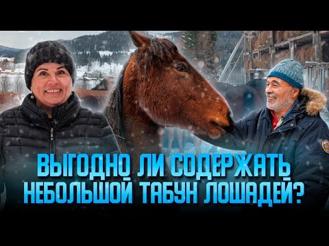 Выгодно ли содержать небольшой табун лошадей?