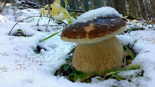 GIANT Mushrooms 2023 in snow. Picking WILD MUSHROOMS 2023 in Winter, Extreme Boletus picking.