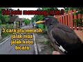 CARA JITU MELATIH JALAK NIAS/KEBO BERBICARA