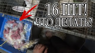 видео: 25 МИНУТ РАБОТЫ В КРОЛЬЧАТНИКЕ УТРОМ картинка: 25 МИНУТ РАБОТЫ В КРОЛЬЧАТНИКЕ УТРОМ