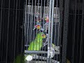 'Sunny the Talking Parrot Being a ‘Good Boy’ 🦜❤️ (So Cute!)” #sunny #parrot #birds #amazon