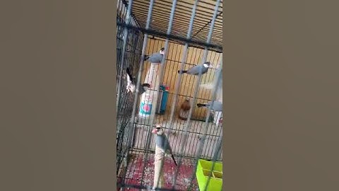 Java Sparrow as a percussionist#shoqeen gabru#viral#shorts