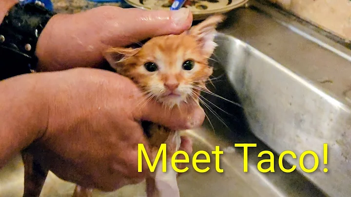 Video 11568131: kitten bath
