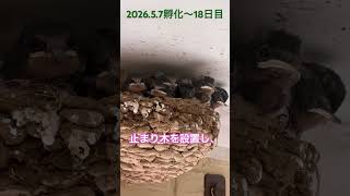 5/24本日の6つ子😌 #つばめ #birds #ツバメ ＃youyou人工巣