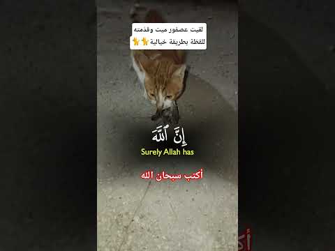 قطط وعصافير مغامرة حيوانية لحظة مفاجئة عالم الحيوانات قصص مضحكة تصرف خيالي طبيعة غريبة اكسبلور