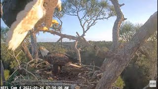 NEFL Eagle Cam 09/24/2022 - Sam & Gabby and the Really Big Stick by C Mitchell 839 views 1 year ago 8 minutes, 15 seconds