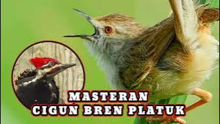 CIGUN BREN PLATUK MASTERAN UNIK #masteran #cigun #platuk #bren