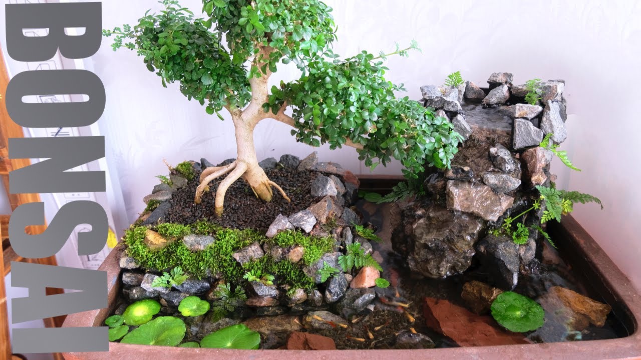 Rare Fraxinus Chinensis Bonsai Waterfall Paludarium YouTube