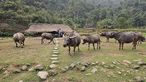 Sinh tồn trong rừng gặp Vợ chồng H.mong món cá Gác bếp trong lòng hồ Na Hang. Nguyễn Tất Thắng
