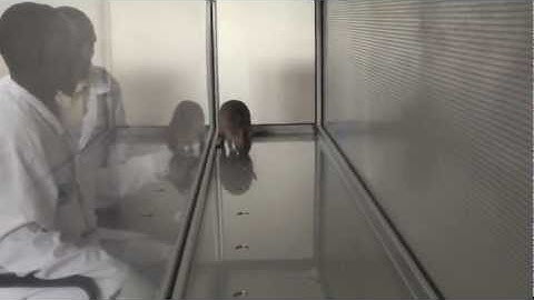 Training HeroRATs to sniff out TB