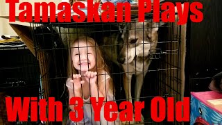 Tamaskan Plays With 3 Year Old by Taming The Tamaskan 826 views 3 years ago 1 minute, 10 seconds