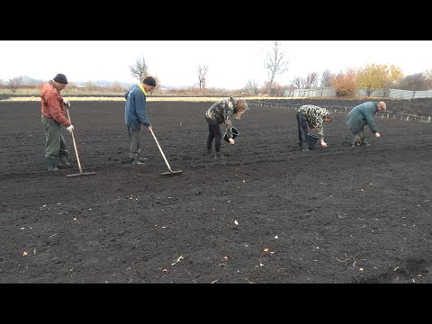КАК ВЫРАСТИТЬ КИЗИЛЬНИК БЛЕСТЯЩИЙ.КАК РАЗМНОЖИТЬ КИЗИЛЬНИК.КАК ВЫРАСТИТЬ КИЗИЛЬНИК ИЗ СЕМЯН.ЧАСТЬ 1.
