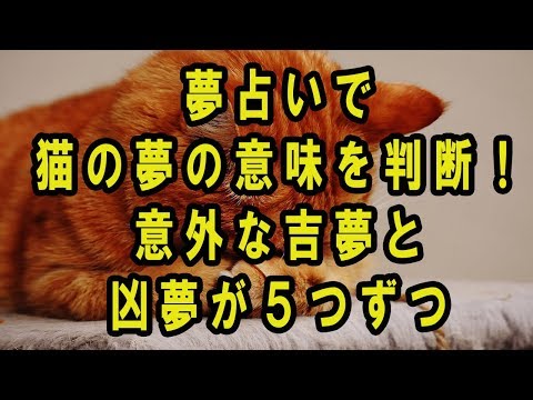 夢占いで猫の夢の意味を判断!意外な吉夢と凶夢が5つずつ hqdefault