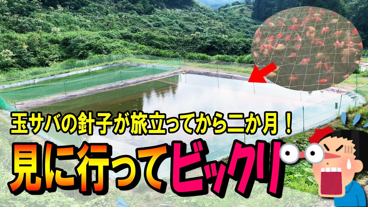 野池】5月に旅に出た「玉稚魚」に会いに行ってきました。 - YouTube