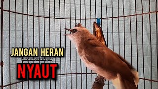 trucukan gacor TARUNG ROPEL PANJANG pancingan trucukan agar bunyi jadikan burung trucuk gacor NYAUT