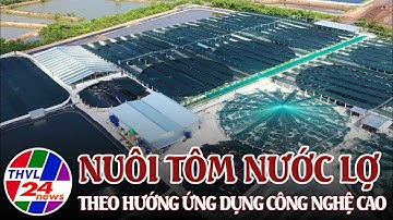 Nuôi tôm nước lợ theo hướng ứng dụng công nghệ cao