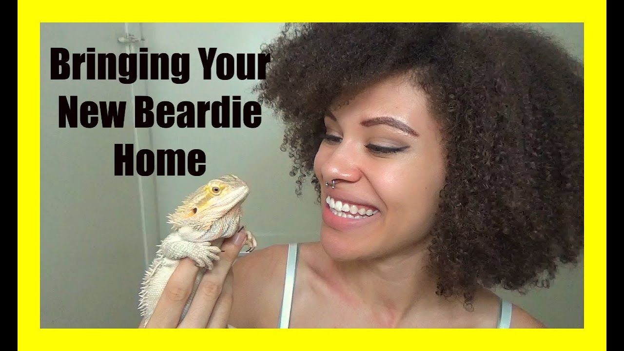 lizard skin grips Bringing Your Bearded Dragon Home the First Time