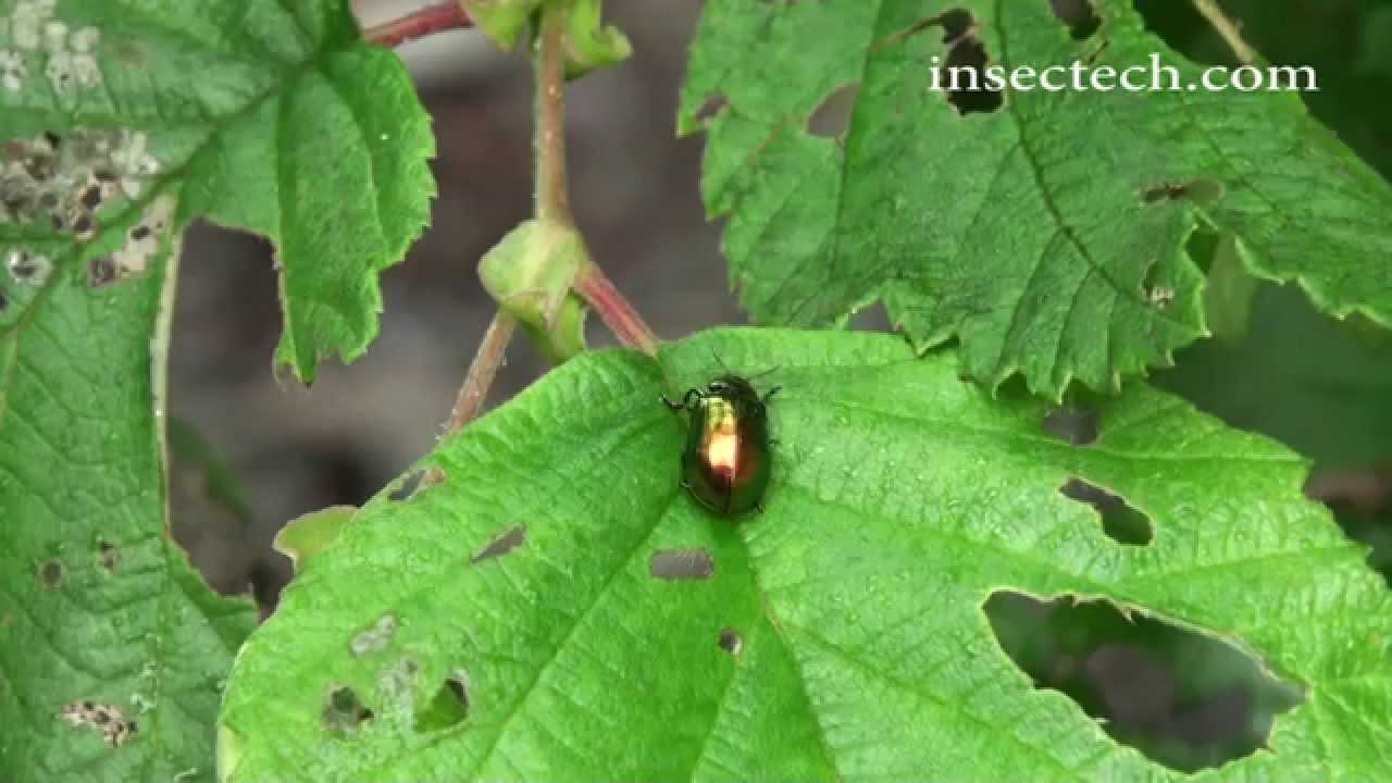 ルリハムシ ハンノキハムシの成虫と幼虫 Agelastica Coerulea Agelastica Coerulea Adult Larvae Youtube