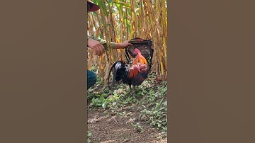 gà rừng cực xong.qaib qus khav theeb tiag tiag