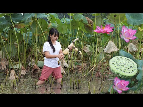Vidéo: Noix De Lotus