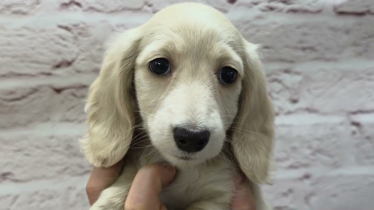 Mダックス ♀B 251221生 260216撮影 - YouTube