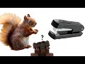 Squirrel Stapler?