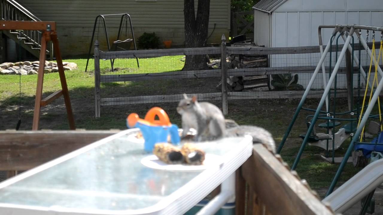 Squirrel! Delight Directed Homeschool