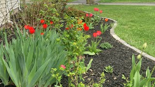 Mid April Garden Tour🌷 Zone 6