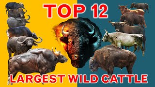 Top 12 Largest Wild Cattle Species (Bovidae) in the World | Tribe Bovini | Cinematic Concept