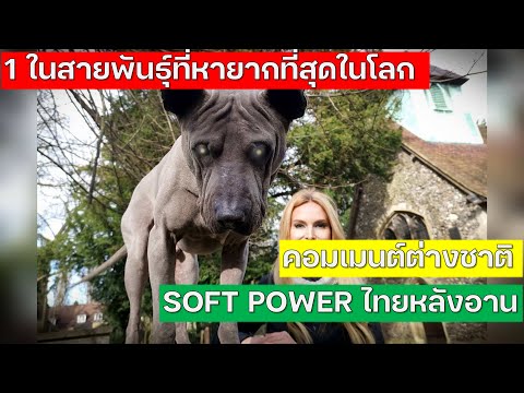 ความคิดเห็นต่างชาติ...ไทยหลังอานคือหนึ่งในสายพันธุ์ที่หายากที่สุดในโลก