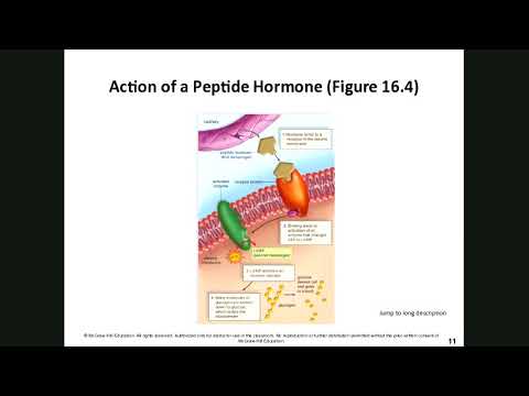 Human Biology Chapter 16 The Endocrine System