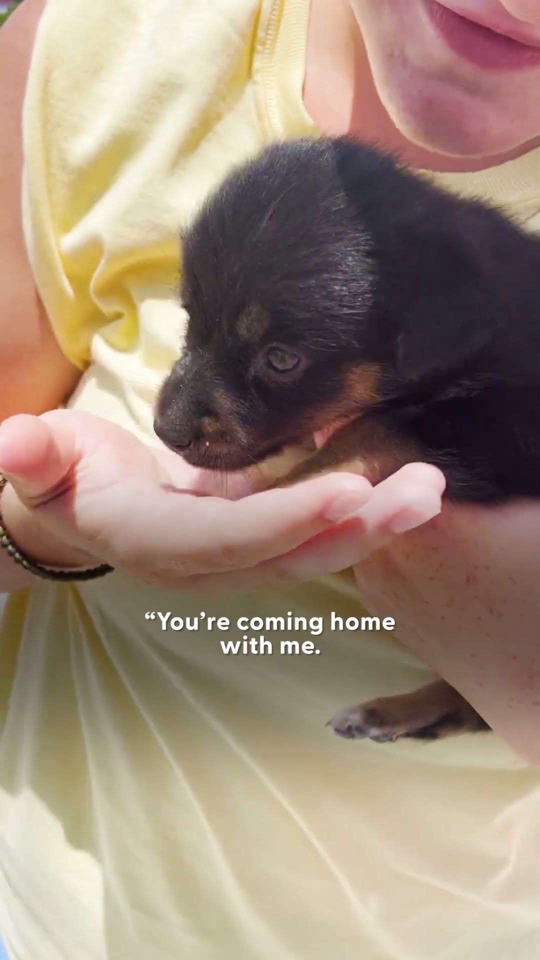 Study Abroad Student Finds A Puppy On The Beach, And...❤️ | The Dodo