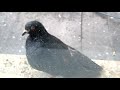 Голубь Косолапый Короткохвостик (The Short-Tail Pigeon)